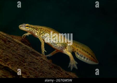 Photo macro de Palmate newt Lissotriton helveticus avec le corps à pois jaunes rampant sur la branche dans la nature Banque D'Images