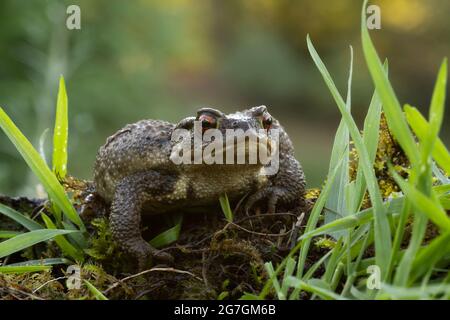 Gros plan du crapaud Bufo bufo bufo assis sur la mousse verte parmi l'herbe humide dans la nature sauvage Banque D'Images