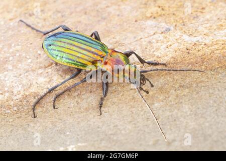 Photo macro du coléoptère doré Carabus auratus avec des couleurs irisées et de longues antennes rampant sur la surface dans la nature Banque D'Images