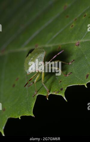 Photo macro de Nezara viridula connue sous le nom de punaise vert du sud ou de punaise vert du sud ou de insecte légumière vert rampant sur la feuille d'arbre dans la nature Banque D'Images