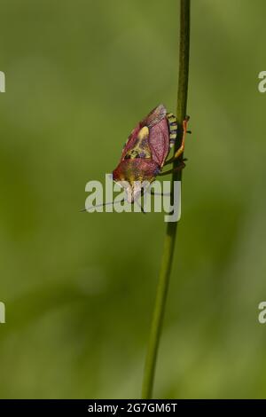 Gros plan de Dolycoris baccarum sloe bug ou de l'insecte de protection poilu rampant sur la tige contre la nature verte floue Banque D'Images