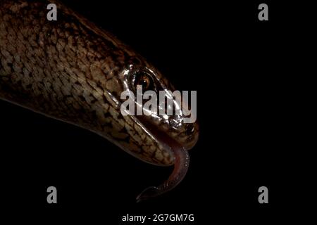 Gros plan de la tête du ver lent Anguis fragilis lézard aussi appelé adder sourd ou ver à l'aveugle sur fond noir Banque D'Images