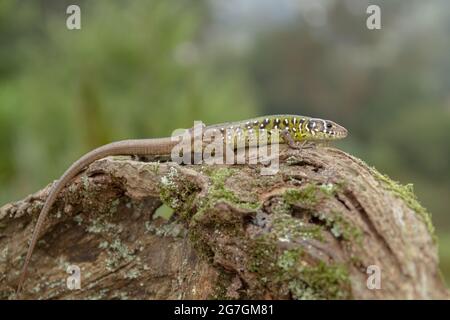 Gros plan de lézard émeraude ibérique Lacerta schreiberi connu sous le nom de lézard vert Schreibers assis sur une vieille bûche en bois dans la nature sauvage Banque D'Images