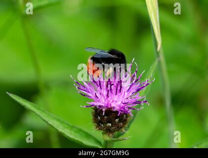 Une abeille à queue rouge se nourrit du nectar et recueille le pollen d'une fleur de chevlades. Le pollen est repris dans la petite colonie pour nourrir la reine Banque D'Images