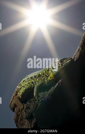 Gros plan de lézard émeraude ibérique Lacerta schreiberi connu sous le nom de lézard vert Schreibers assis sur une vieille bûche en bois dans la nature sauvage Banque D'Images