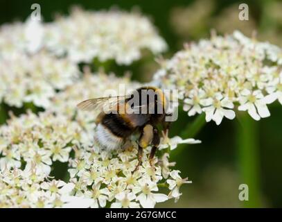 Une abeille à queue blanche se nourrit du nectar et recueille le pollen des fleurs de sureau. Le pollen est repris dans la petite colonie Banque D'Images