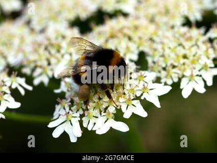 Une abeille à queue blanche se nourrit du nectar et recueille le pollen des fleurs de sureau. Le pollen est repris dans la petite colonie Banque D'Images