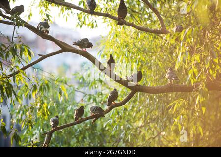 Beaucoup de pigeons assis sur des branches d'arbre Banque D'Images