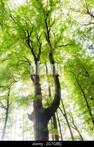 Hêtre commun (Fagus sylvatica), vue sur le sommet de l'arbre en été, Allemagne, Usedom Banque D'Images