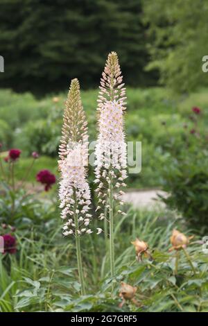 Nénuphars, bougie géante du désert (Eremmurus robustus), floraison, Allemagne Banque D'Images