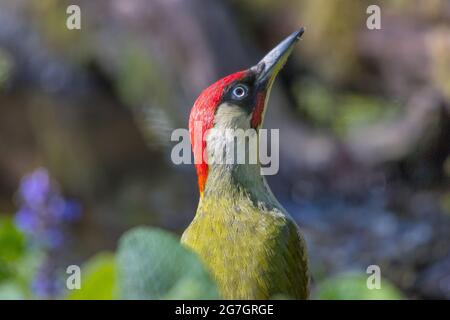 Pic vert (Picus viridis), homme à la recherche, Suisse, Sankt Gallen Banque D'Images