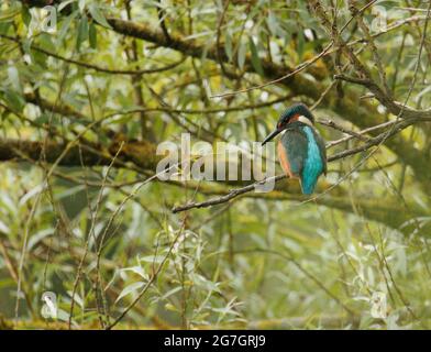 Pêche de Kingfisher à partir d'un saule Banque D'Images