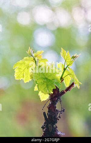 Vigne, vigne (Vitis vinifera), jeunes feuilles sur un stock de vigne, Allemagne Banque D'Images