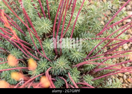 Spurin de Seguier (Euphorbia seguieriana ssp. Niciana, Euphorbia niciana), aux couleurs de l'automne Banque D'Images