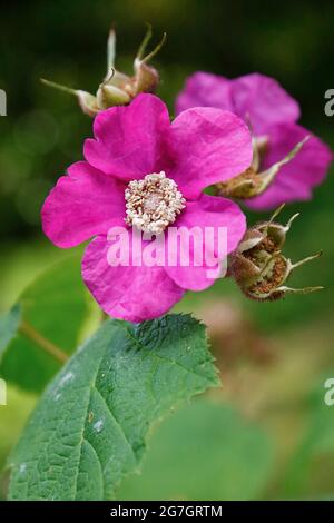 Framboise florale, framboise à fleurs violettes, myrtille, framboise américaine (Rubus odoratus), fleurs Banque D'Images