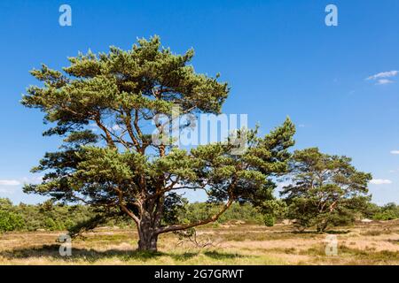 PIN écossais, PIN écossais (Pinus sylvestris), dans la réserve naturelle de Duenenheide, Allemagne, Hiddensee, NSG Duenheide Banque D'Images