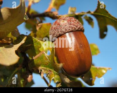 Chêne commun, chêne pédonculé, chêne anglais (Quercus robur. Quercus pedunculata), gland sur une branche, Autriche Banque D'Images