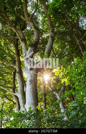 Hêtre commun (Fagus sylvatica), le soleil brille à travers une forêt de hêtre, Mecklembourg-Poméranie occidentale, Ruegen, parc national de Jasmund Banque D'Images