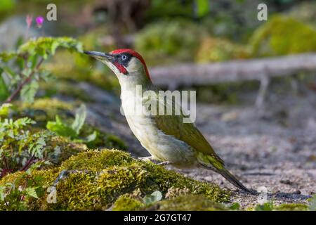 Pic vert (Picus viridis), mâle perché sur une pierre de mousse, Suisse, Sankt Gallen Banque D'Images