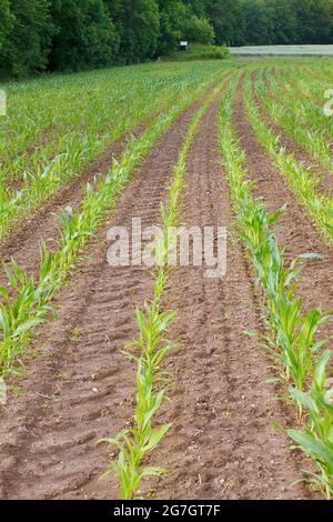 Maïs indien, maïs (Zea mays), champ de maïs avec jeunes plantes, Allemagne, Rhénanie-du-Nord-Westphalie, pays aigre Banque D'Images