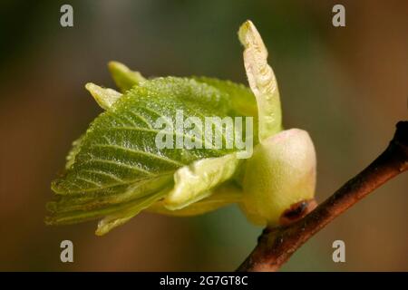 Tilleul, tilleul (Tilia spec.), branche avec feuille de tir, Autriche Banque D'Images