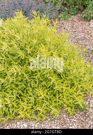 Barbe bleue, Spiraea bleue (Caryopteris x clandonensis 'Worcester Gold', Caryopteris x clandonensis Worcester Gold), floraison, cultivar Worcester Gold Banque D'Images