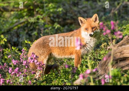 Renard roux européen (Vulpes vulpes crucigera, Vulpes crucigera), avec des campements rouges et des racines d'arbres, Suisse, Sankt Gallen Banque D'Images