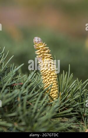 Cèdre de l'Inde, cèdre de l'Inde (Cedrus deodara 'Eisregen', Cedrus deodara Eisregen), fleurs mâles du cultivar Eisregen, Allemagne Banque D'Images