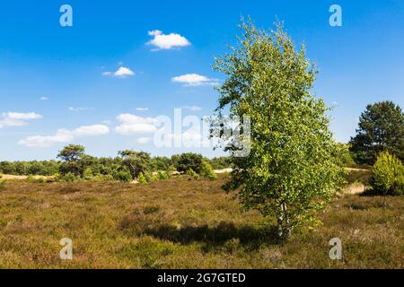 Heath à feuilles croisées, Heath à feuilles croisées (Erica tetralix), avec des oiseaux et des pins dans la réserve naturelle de Duenenheide, Allemagne, Hiddensee, NSG Banque D'Images