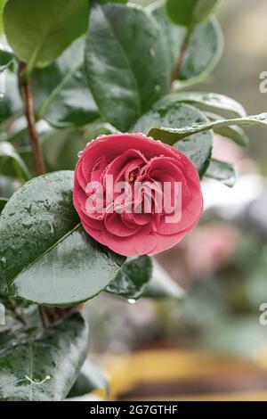 Camélia japonais (Camellia japonica 'Lady Campbell', Camellia japonica Lady Campbell), fleur, cultivar Lady Campbell, Allemagne Banque D'Images