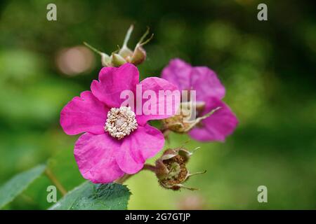 Framboise à fleurs, framboise à fleurs violettes, myrtille, Bramette américaine (Rubus odoratus), fleurs, Allemagne Banque D'Images