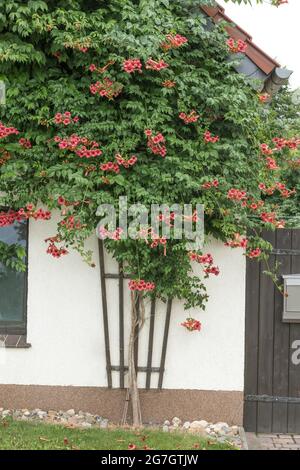 Trompette Creeper (Campsis radicans 'Flamenco', Campsis radicans Flamenco), cultivar Flamenco Banque D'Images