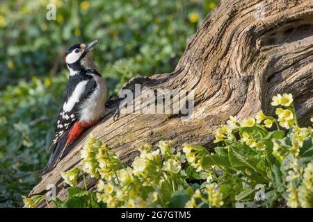 Grand pic tacheté (Picoides Major, Dendrocopos Major), Grand pic tacheté sur une racine avec fleurs printanières, Suisse, Sankt Gallen Banque D'Images
