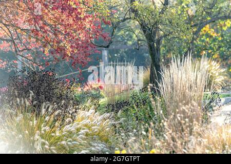 Calamagrostis stricta (Calamagrostis x acutiflora 'Karl Foerster', Calamagrostis x acutiflora Karl Foerster), en plein soleil, cultivar Karl Foerster Banque D'Images