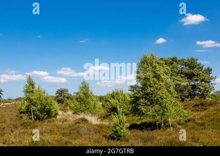 Heath à feuilles croisées, Heath à feuilles croisées (Erica tetralix), avec des oiseaux et des pins dans la réserve naturelle de Duenenheide, Allemagne, Hiddensee, NSG Banque D'Images