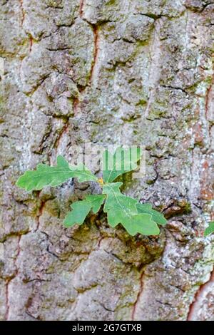 Chêne pyrénéen (Quercus pyrenaica), tronc d'arbre avec tournage de feuilles Banque D'Images