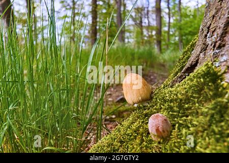 La capsule scintillantes (Coprinus micaceus), deux fructifications à la racine d'un arbre, Allemagne, Rhénanie-du-Nord-Westphalie Banque D'Images