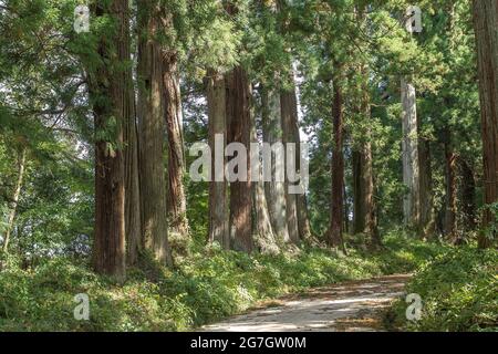 Cèdre japonais (Cryptomeria japonica 'Monstrosa Nana', Cryptomeria japonica Monstosa Nana), ruelle de Sugi dans le jardin de Rikugien, Japon Banque D'Images