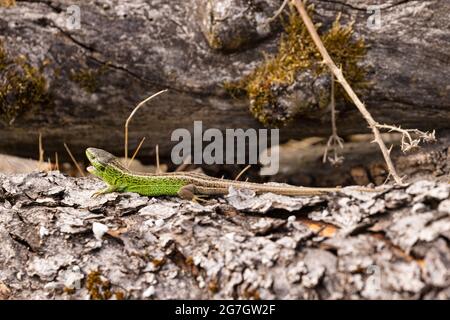 Lézard de sable (Lacerta agilis), mâle à coloration nuptiale, Allemagne, Bavière Banque D'Images