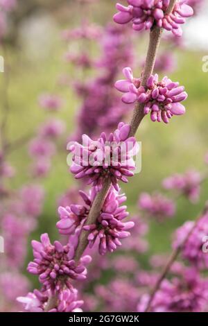 Bourgeon chinois (Cersis chinensis 'Avondale', Cersis chinensis Avondale), floraison, cultivar Avondale Banque D'Images