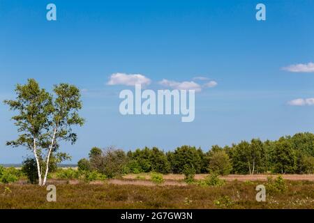 Heathland avec des birches à la réserve naturelle Duenheide, Allemagne, Hiddensee, NSG Duenheide Banque D'Images