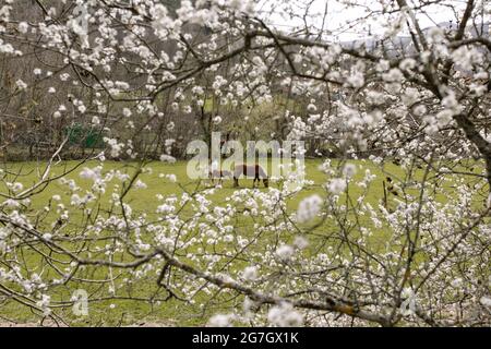 Le cheval de châtaignier et le foal mangeant de l'herbe dans un pré vert derrière des branches d'arbre en fleurs le jour du printemps Banque D'Images