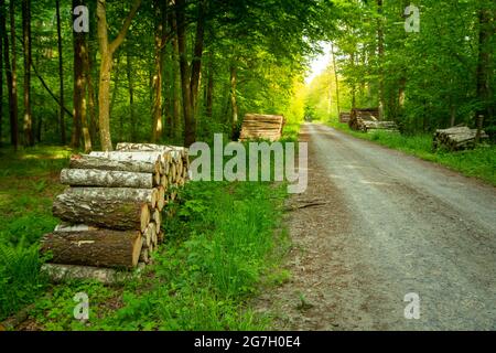 La route à travers la forêt verte et les piles de bois, le jour du printemps Banque D'Images