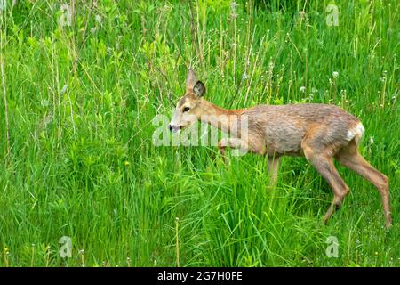 Jeune cerf de Virginie dans l'herbe verte dans la prairie, le jour du printemps Banque D'Images