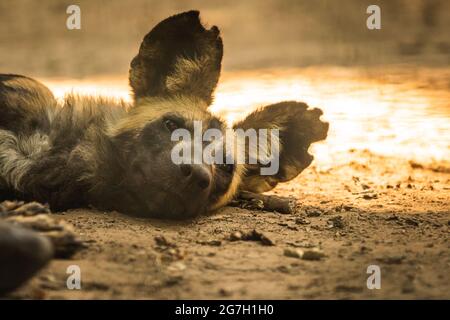 Le chien sauvage africain se repose et dorment au sol dans la nature sauvage, photo de portrait d'animal de l'afrique du Sud Banque D'Images