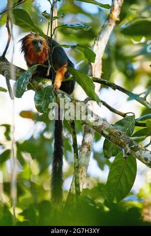 Le tamarin à tête d'or dans la forêt tropicale côtière Banque D'Images