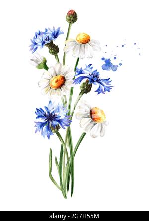 Bouquet d'été de fleurs de chamomiles et de cornflowers. Illustration aquarelle dessinée à la main, isolée sur fond blanc Banque D'Images