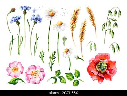 Summer flowers chamomiles, wild rose, poppies, cornflowers, oats and wheat ears flowers and leaves set. Hand drawn watercolor illustration, isolated o Banque D'Images