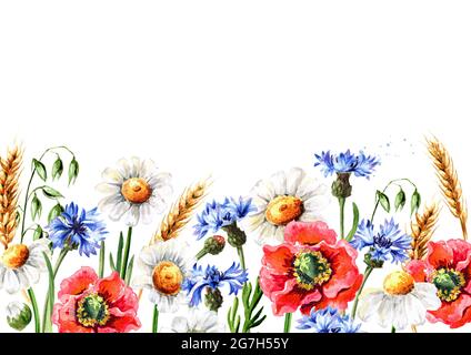 Fleurs sauvages des champs, coquelicots, cornflowers, pâquerettes, camomille et épis d'avoine et de blé. Illustration aquarelle dessinée à la main, isolée sur fond blanc Banque D'Images