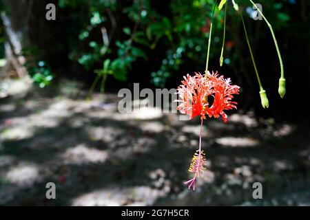 Fleur de rosemalle à franges (Hibiscus schizopetalus) Banque D'Images